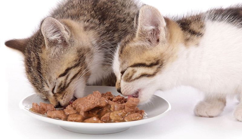 Làm pate cho mèo tại nhà ngon, đầy đủ dinh dưỡng (nguồn ảnh: internet)
