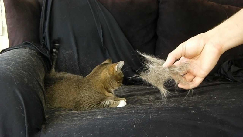 Nguyên nhân khiến mèo bị rụng lông