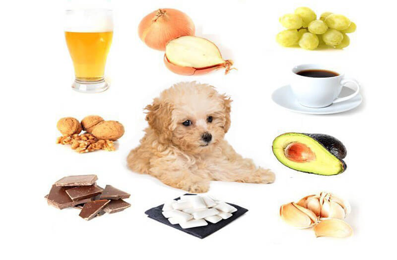Các loại thức ăn bổ sung canxi cho chó