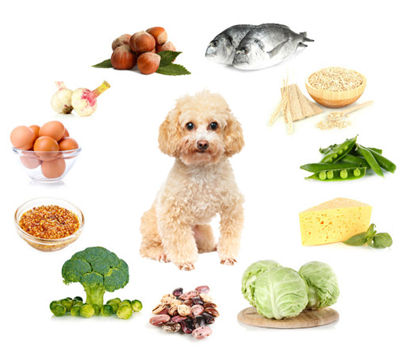 Lưu ý khi chọn thức ăn bổ sung canxi cho chó