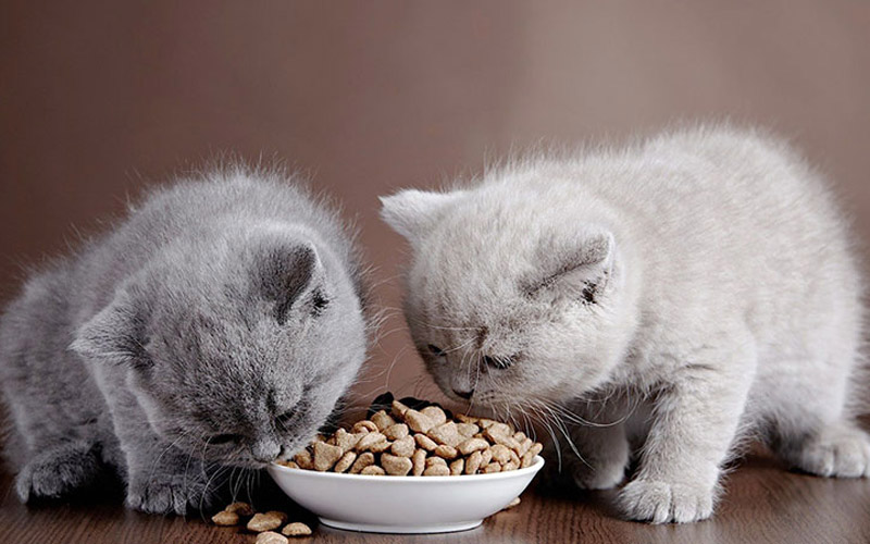 Những loại thức ăn giúp mèo tăng cân nhanh