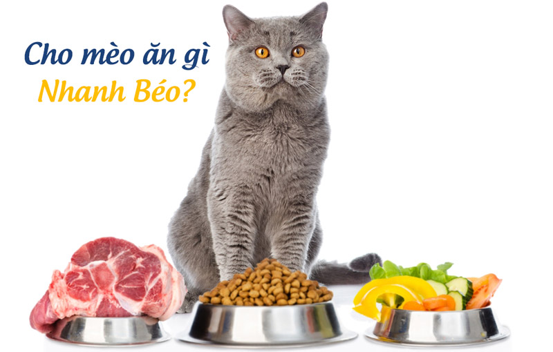 Cho mèo ăn gì nhanh tăng cân