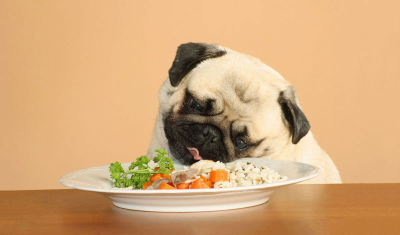 thức ăn vỗ béo cho chó